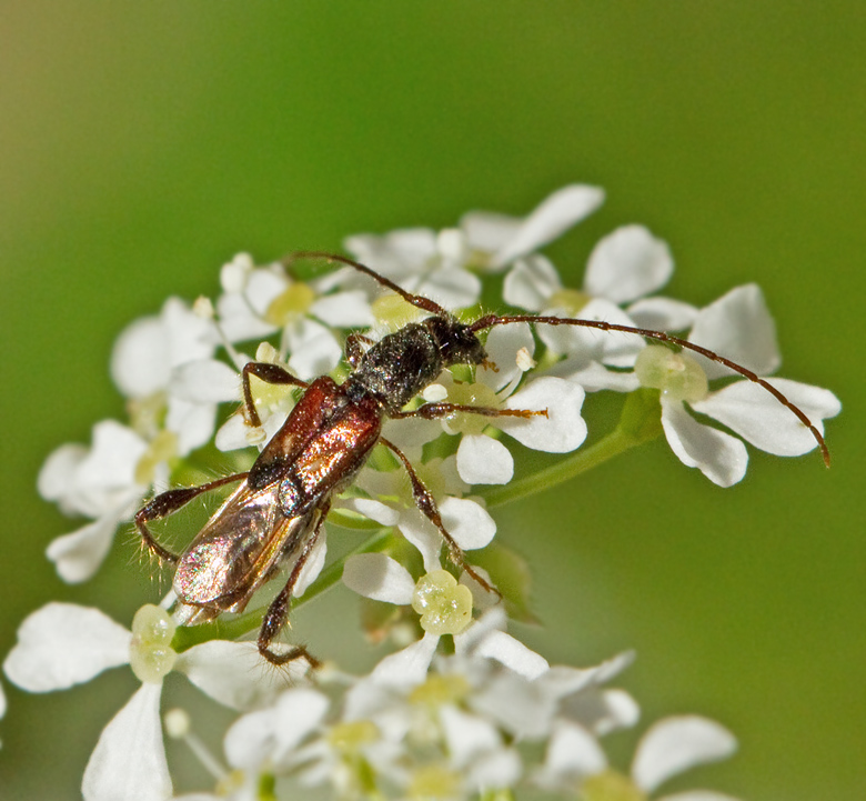 Kortvingad granbock (Molorchus minor).jpg