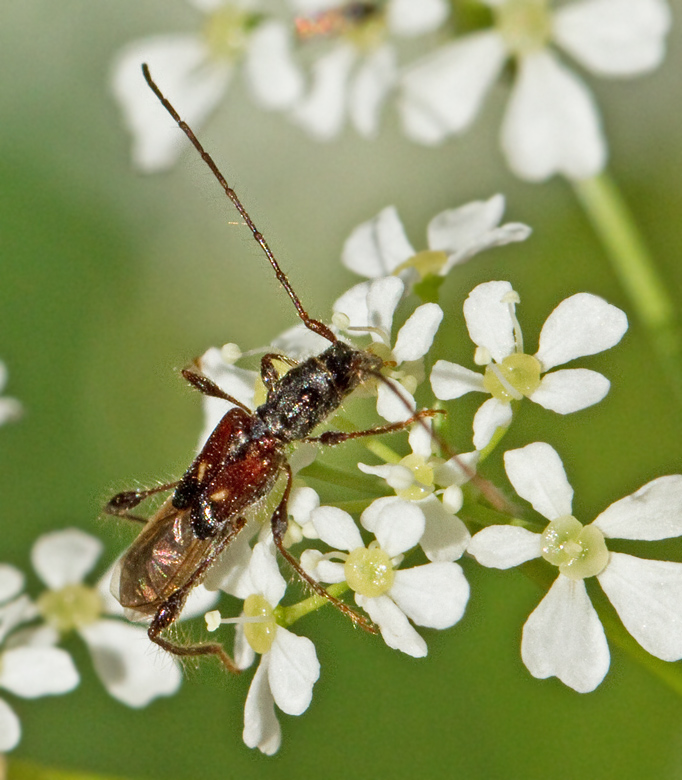 Kortvingad granbock (Molorchus minor).jpg