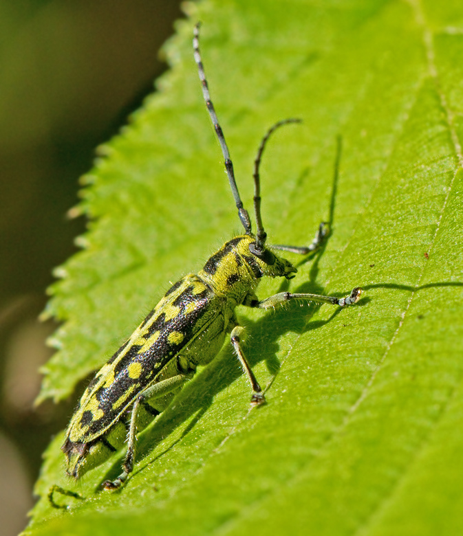 Bjrkvedbock (Sarpeda scalaris).jpg