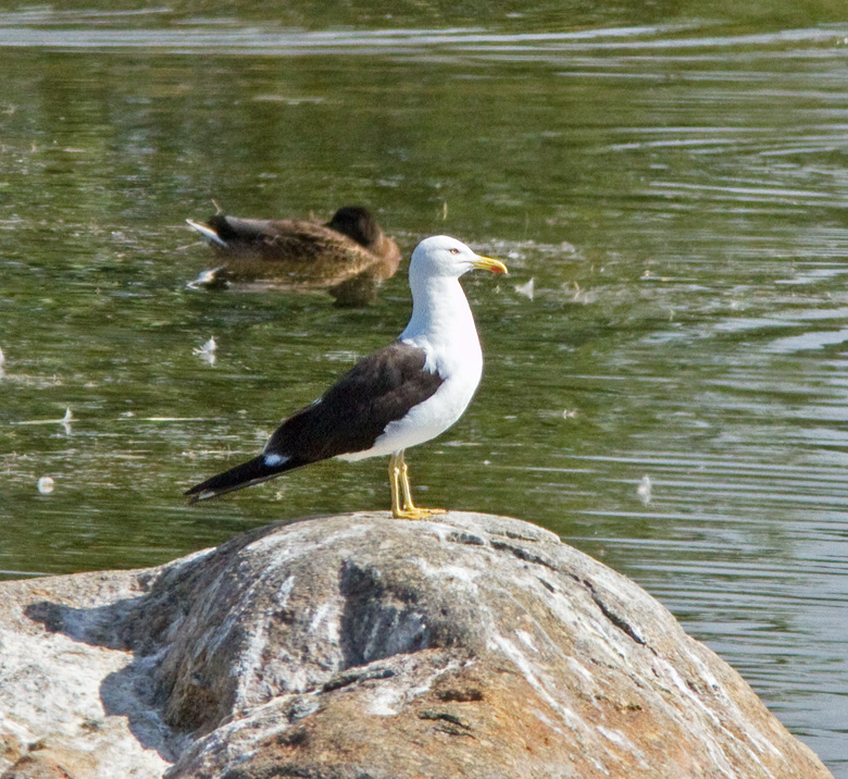 Lesser Black-backed Gull, Silltrut (Larus fuscus fuscus).jpg