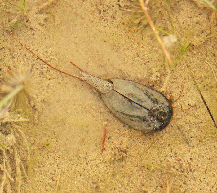 Tadpole Shrimp, Hstskorka (Triops cancriformis).jpg