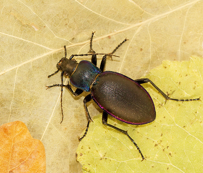 Violet Purpurlpare, Groundbeetle, (Carabus violaceus).jpg