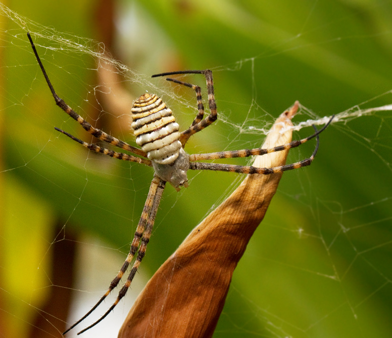 Argiope trifasciata female.jpg