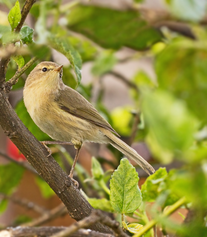 Kanariegransngare, Canary Island Chiffchaff (Phylloscopus canariensis).jpg