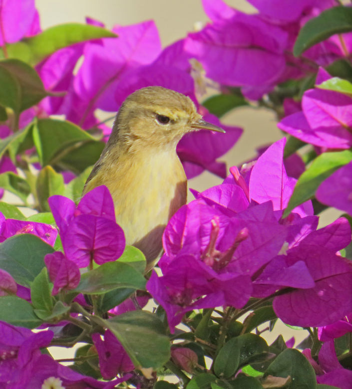 Kanariegransngare, Canary Island Chiffchaff (Phylloscopus canariensis).jpg