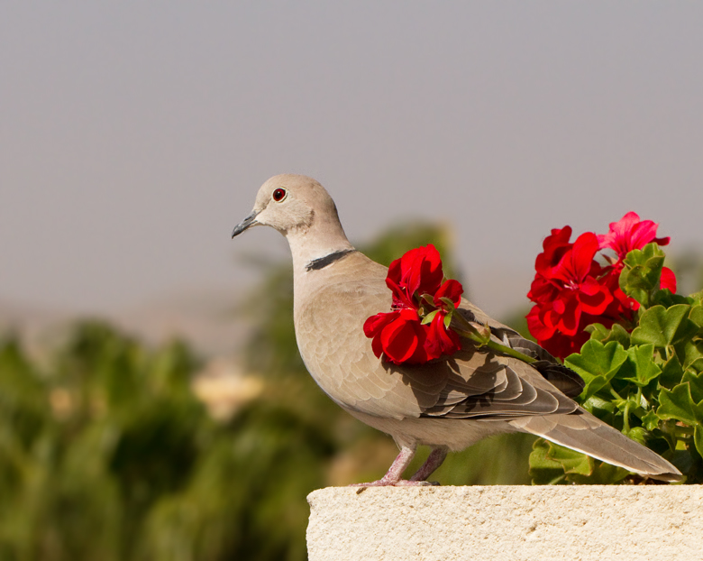 Turkduva, Collared Dove (Streptopelia decaocto).jpg