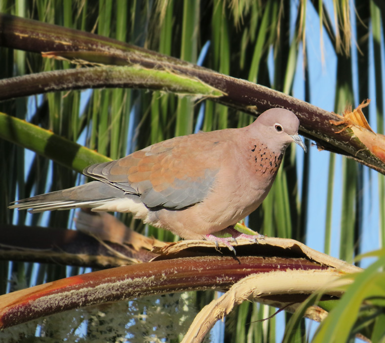 Palmduva, Laughing Dove (Streptopelia senegalensis).jpg