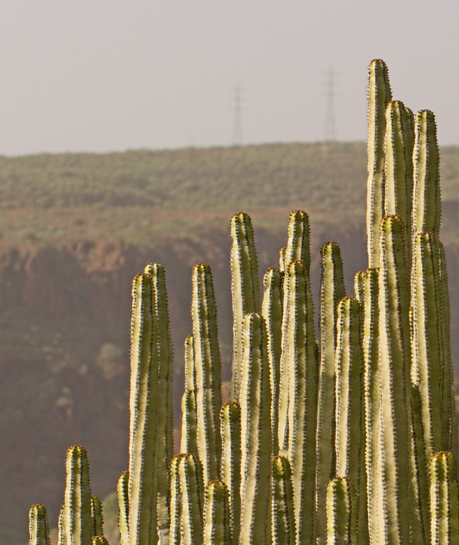 Kandelabertrel Euphorbia canariensis .jpg