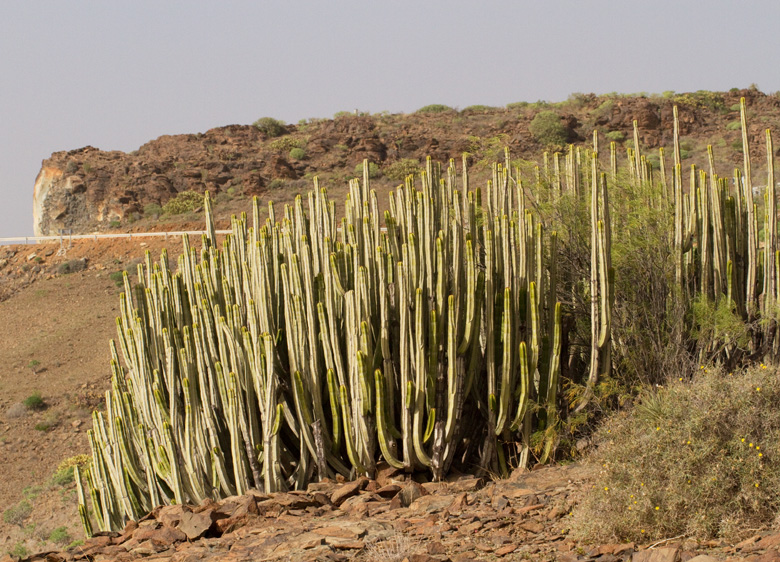 Kandelabertrel Euphorbia canariensis.jpg