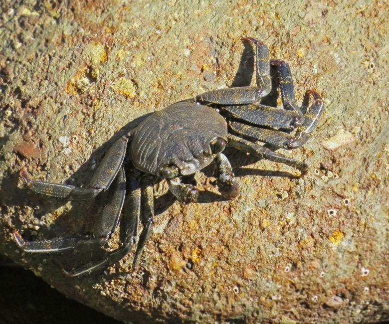 Rock Crab (Grapsus adscensionis).jpg.jpg