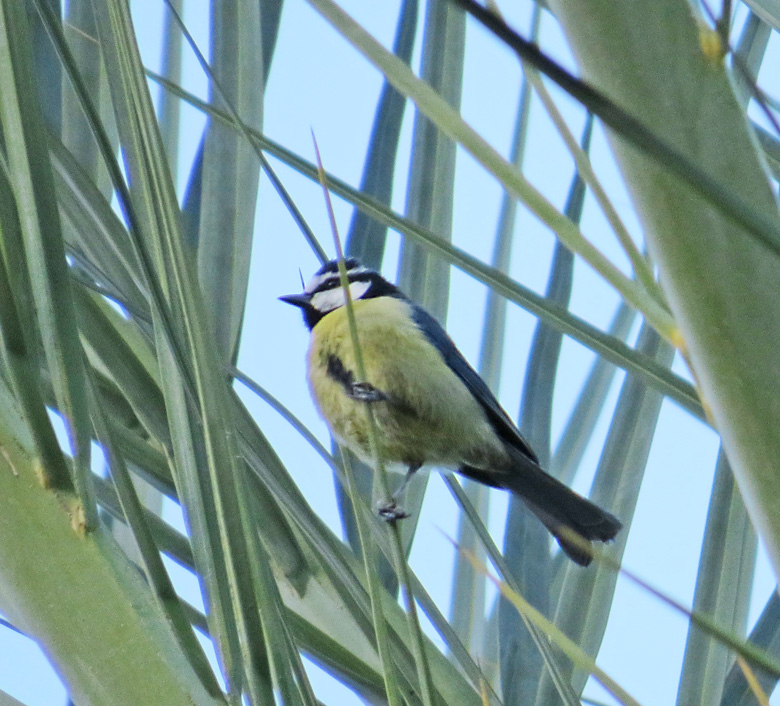 Canary Island Blue Tit, Koboltmes (Cyanistes teneriffae).jpg