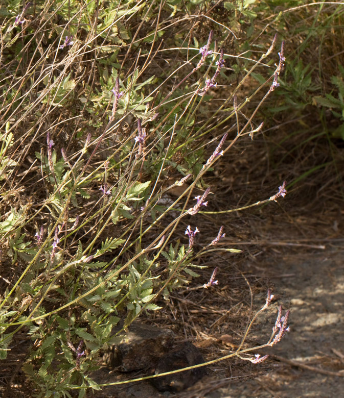 Lavandula canariensis.jpg