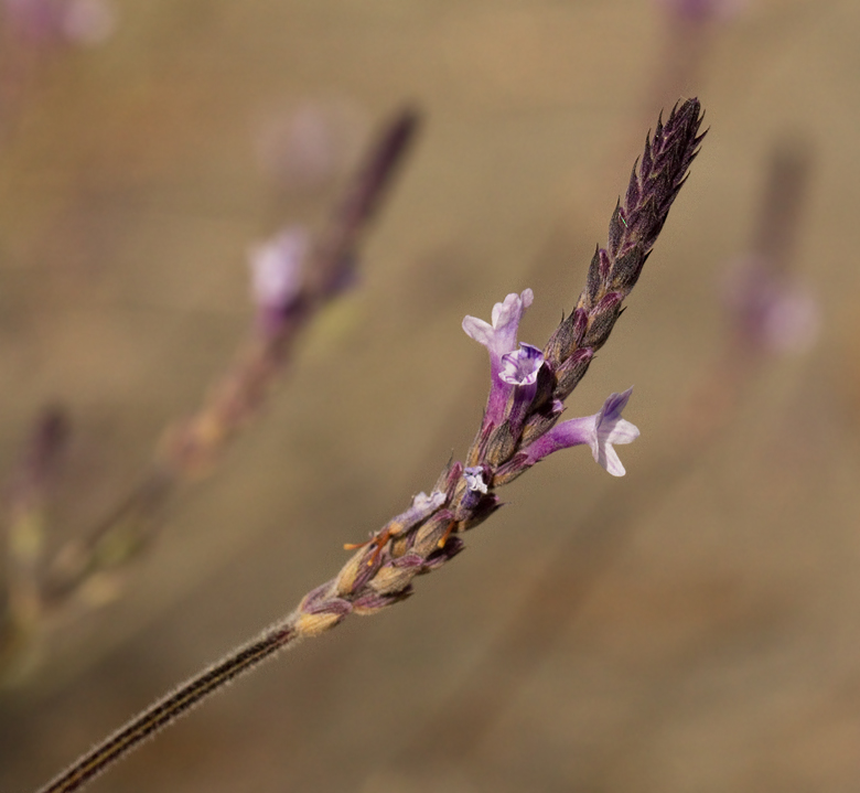 Lavandula canariensis.jpg