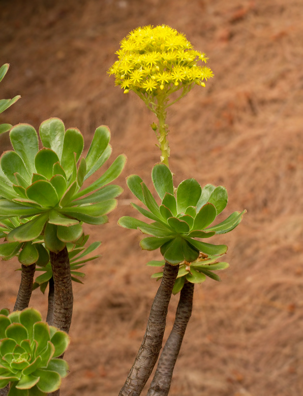 Aeonium balsamiferum.jpg
