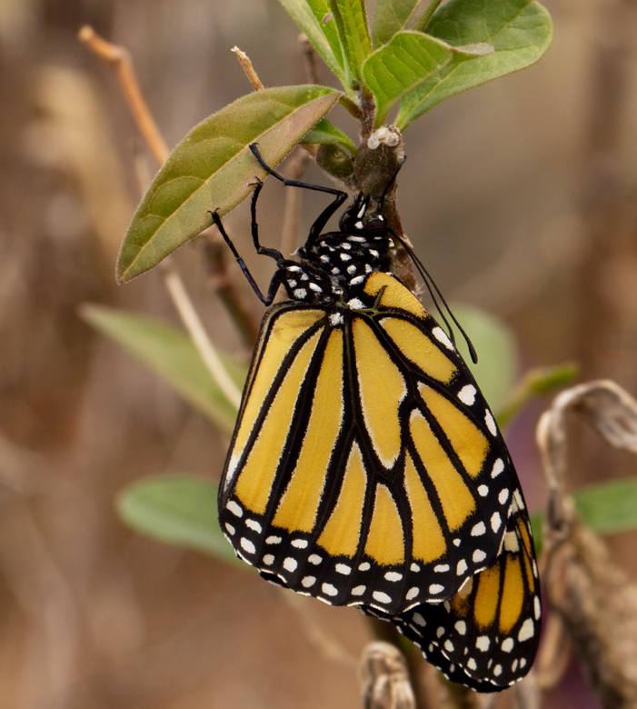 The monarch Butterfly (Danaus plexippus).jpg