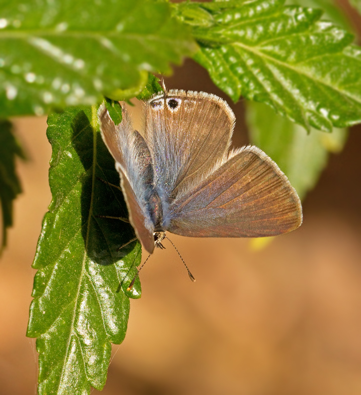 Long-tailed Blue female (Lampides boeticus).jpg