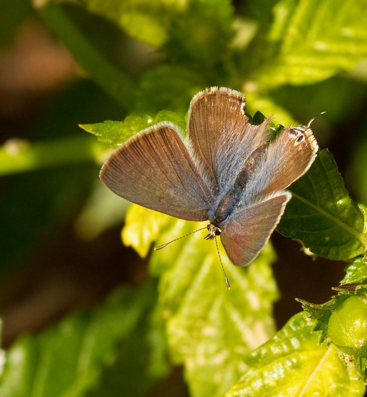 Long-tailed Blue female (Lampides boeticus).jpg