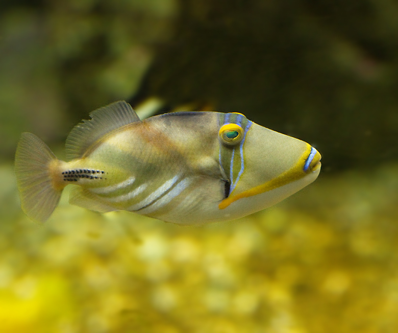 Picassofish, or Lagoon Triggerfish.jpg