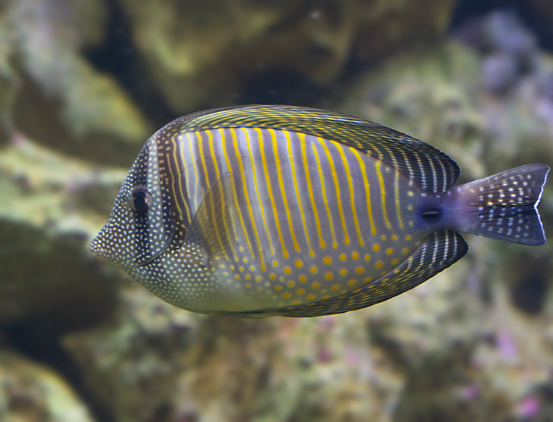 Sailfin Tang.jpg