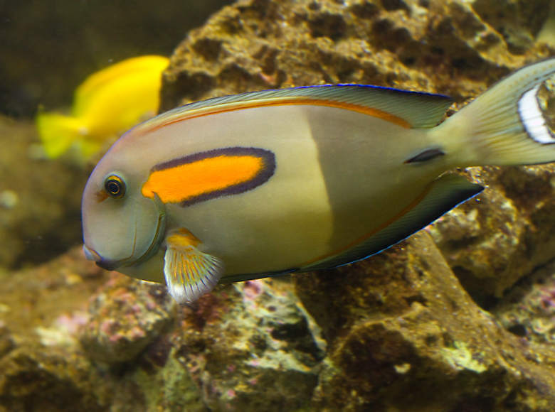 Orangebar, or Orange Shoulder Tang.jpg