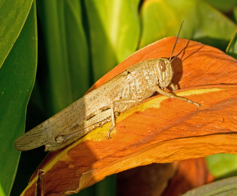 Egyptian Grasshopper Anacridium aegyptium.jpg