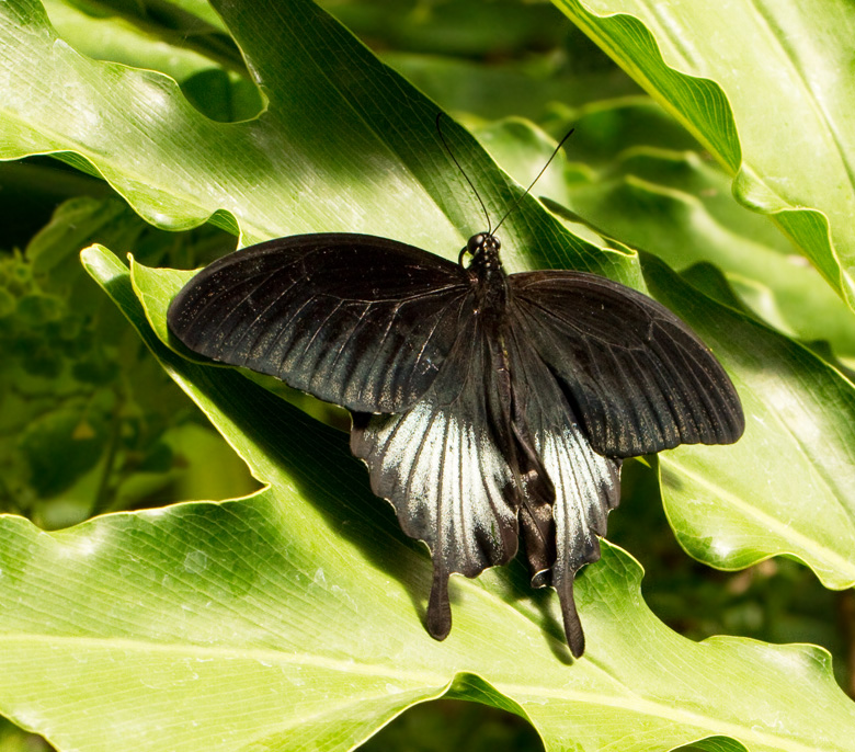 Papilio memnon.jpg