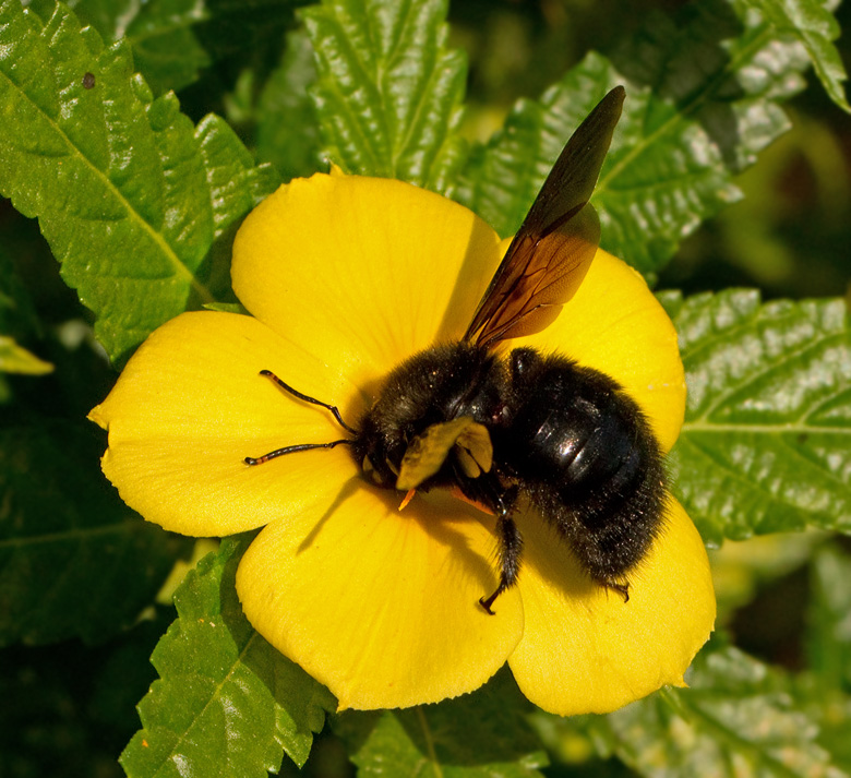 Carpenter Bee.jpg