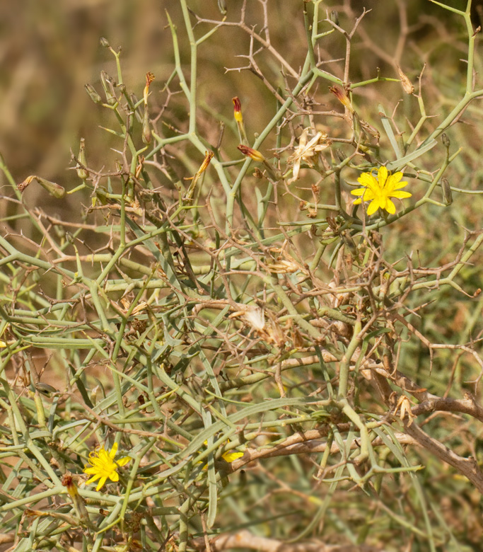 Launaea arborescens.jpg