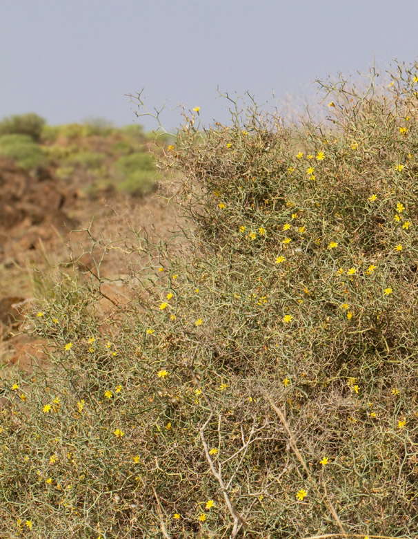 Launaea arborescens.jpg