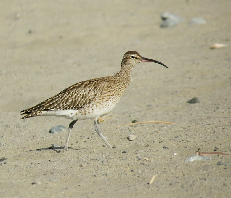 Whimbrel, Smspov (Numenius phaeopus).jpg