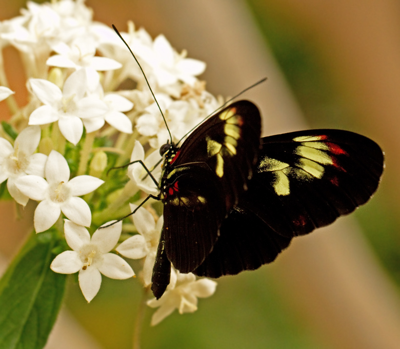 Heliconius sp.jpg