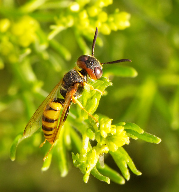 Bivarg, Bee-wolf (Philanthus diadema).jpg