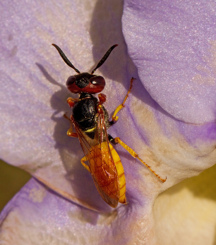 Bivarg, Bee-wolf (Philanthus diadema).jpg