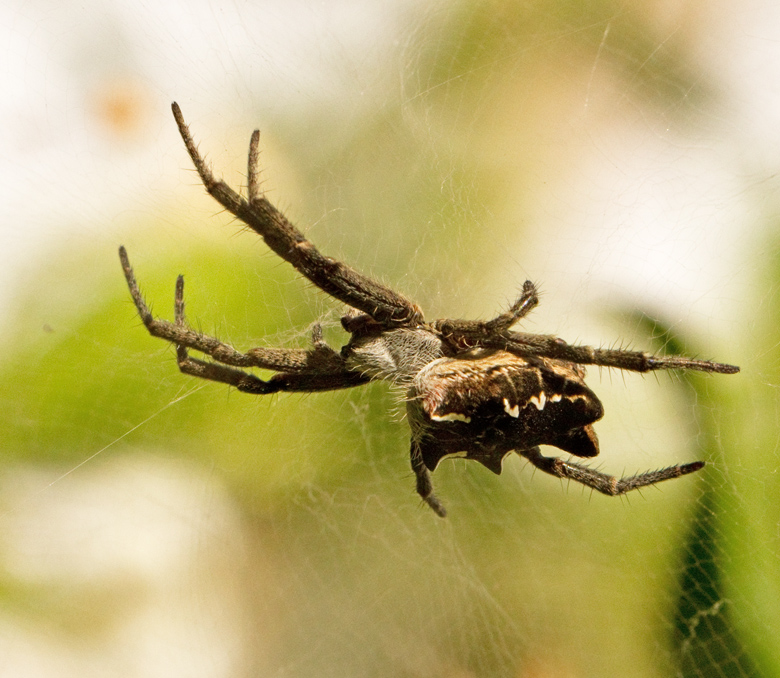 Cactus Spider (Cyrtophora citricola).jpg