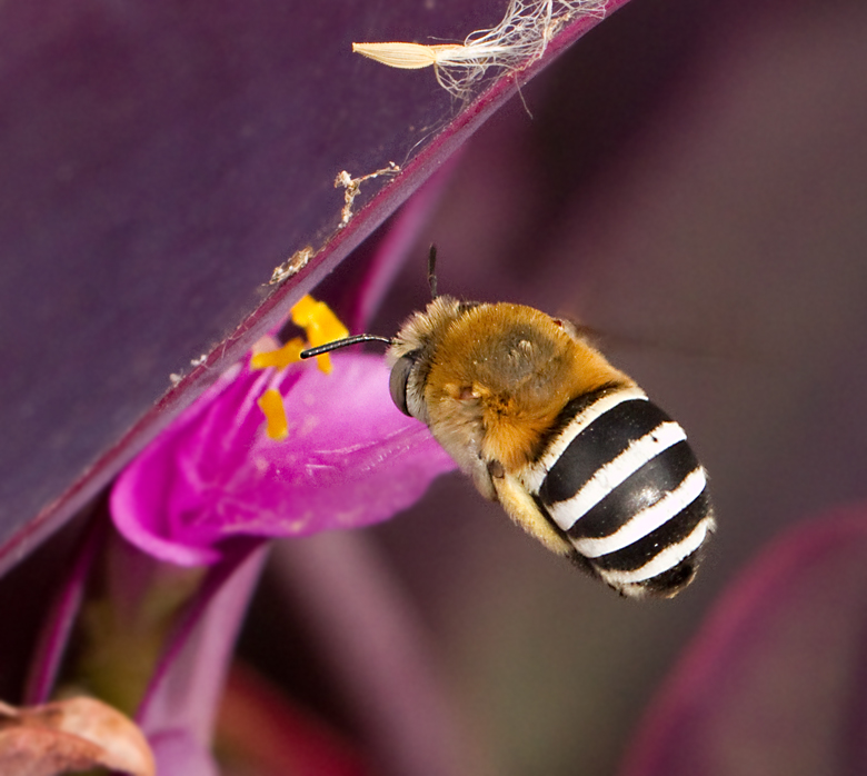 White-barred Digger Bee (Amegilla quadrifasciata).jpg