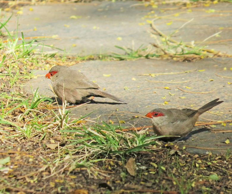 Helenaastrild, Common Waxbill (Estrilda astrild)