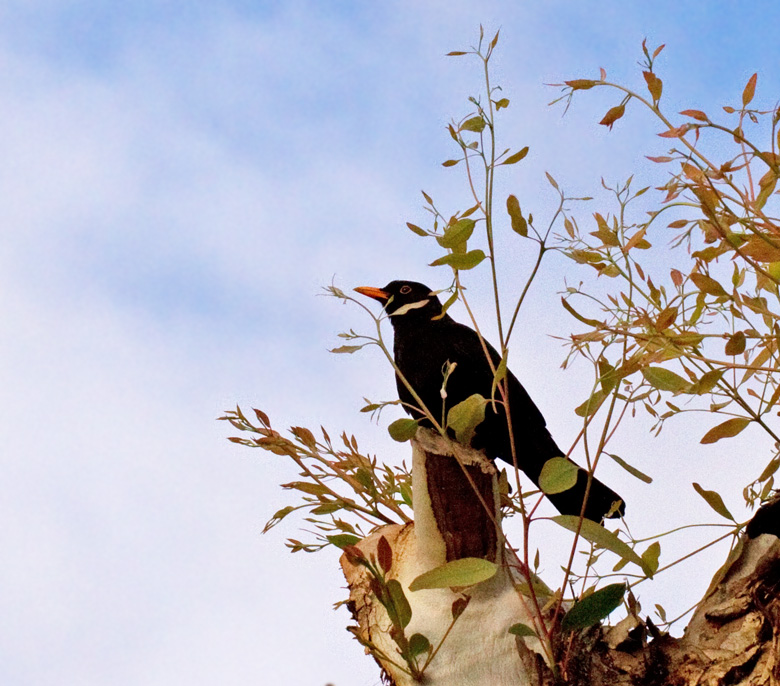 Blackbird male, Koltrast (Turdus merula).jpg