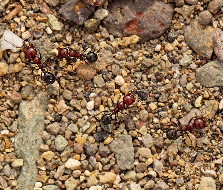 ants.jpg