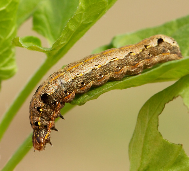 Spodoptera littoralis, Bomullsfly