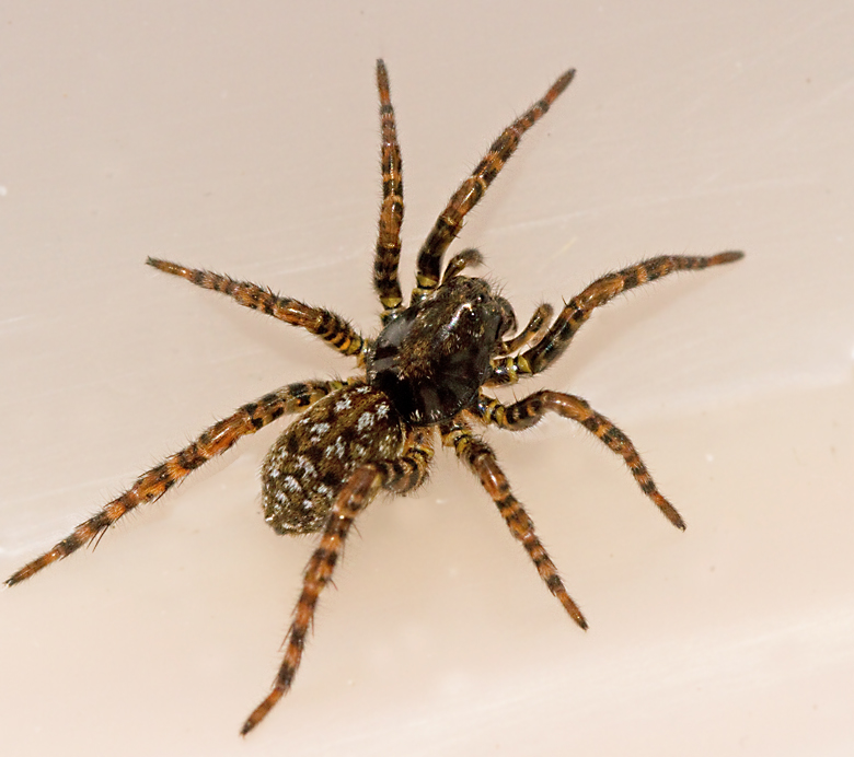 Wolf spiders, Vargspindlar, Lycosidae