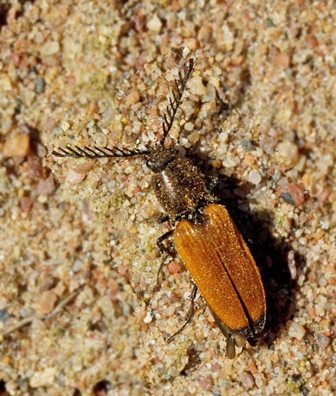 Anostirus castaneus.jpg