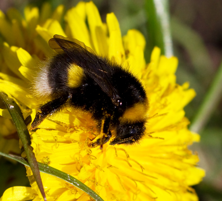 Cryptic Bumblebee, Skogsjordhumla (Bombus cryptarum).jpg