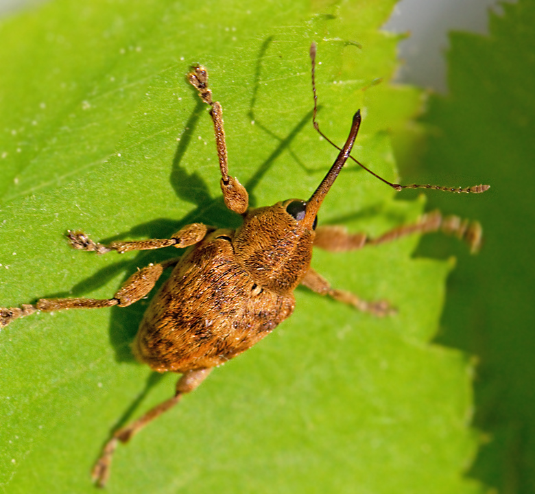Bandad ollonvivel, Curculio venosus.jpg