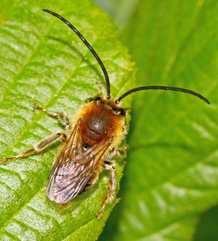 Long-horned Mining Bee, Lnghornsbi (Eucera longicornis).jpg