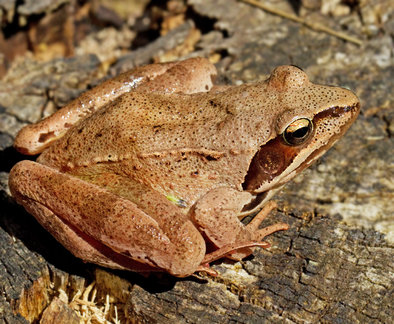 Lngbensgroda, Agile Frog (Rana dalmatina).jpg