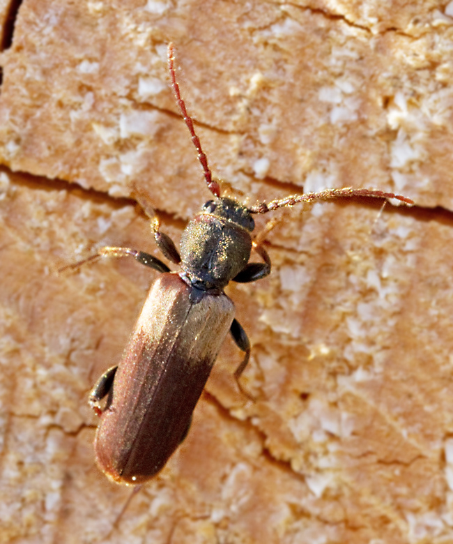 Skulderflcksbock (Tetropium fusum). jpg