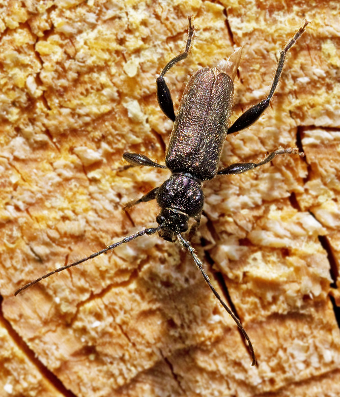 Bronshjon (Callidium coriaceum).jpg