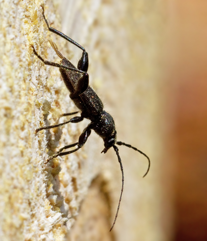 Bronshjon (Callidium coriaceum).jpg