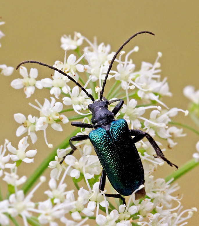 Blbock (Gaurotes virginea).jpg