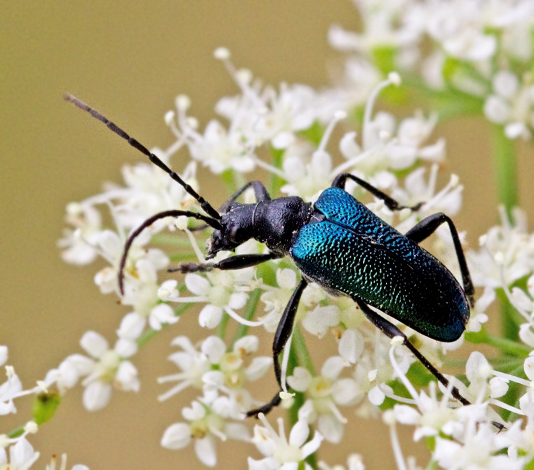 Blbock (Gaurotes virginea).jpg